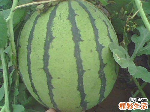 西瓜怎么选好吃 选西瓜怎么选