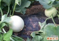 甜瓜里面是红色的能吃吗 甜瓜里面发黑还可以吃吗