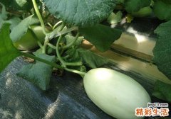 吃香瓜会上火吗 吃香瓜上火怎么回事