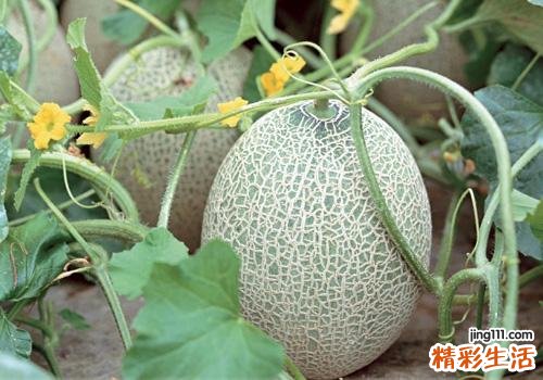 香瓜有苦味能吃吗 甜瓜为什么会发苦