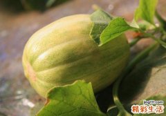 香瓜宝宝可以吃吗 宝宝吃香瓜的好处