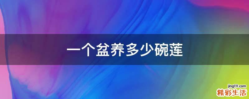 一个盆养多少碗莲
