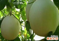 香瓜不能与什么同食