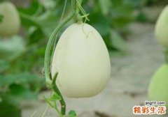 吃香瓜上火吗