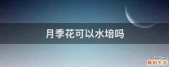 月季花可以水培吗