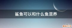 鲨鱼可以和什么鱼混养