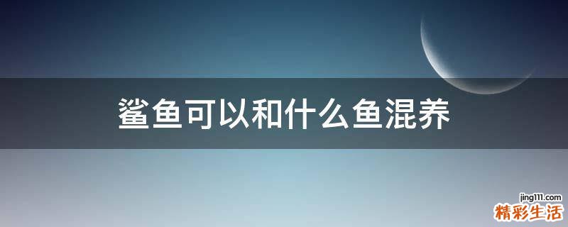 鲨鱼可以和什么鱼混养