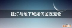 提灯与地下城如何鉴定宠物