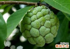 释迦果小孩可以吃吗 小孩吃释迦果居然有这么多好处