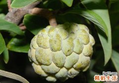 释迦果硬的可以吃吗 释迦果没熟怎么催熟