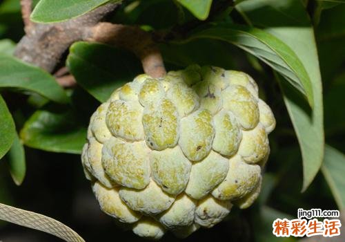 释迦果硬的可以吃吗 释迦果没熟怎么催熟