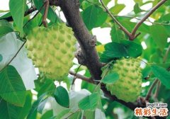 释迦果什么人不能吃 这两种人千万别吃释迦果