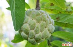 释迦果可以生吃吗 释迦果有哪些食用方法