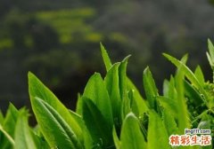 莴笋叶子能吃吗 莴笋叶的食用价值