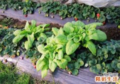 莴笋空心了还能吃吗 莴笋为什么会空心