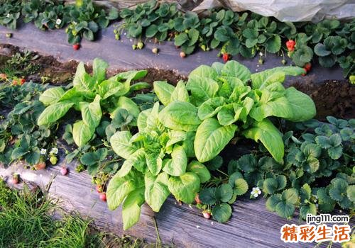 莴笋空心了还能吃吗 莴笋为什么会空心