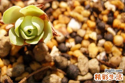 炒肉片要放水淀粉吗