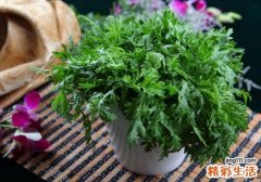 茼蒿糖尿病人能吃吗 茼蒿可以降血糖吗