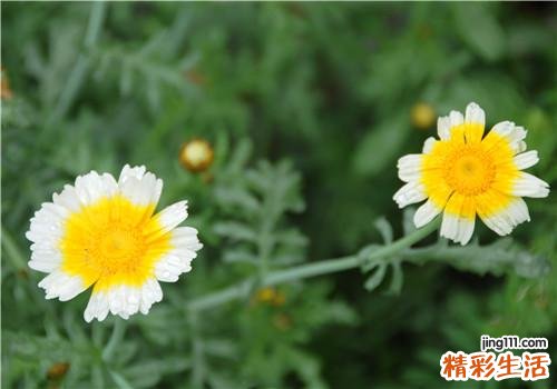 茼蒿开花了还能吃吗 茼蒿开花了怎么做好吃
