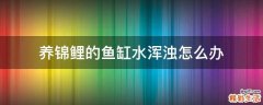 养锦鲤的鱼缸水浑浊怎么办
