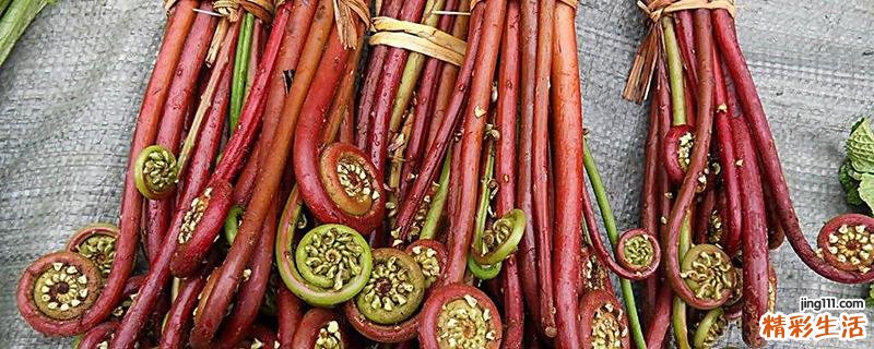 蕨菜可以多吃吗 蕨菜吃多少合适