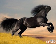 男士洗脸的秘籍_男人洗脸的方法