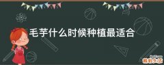 毛芋什么时候种植最适合