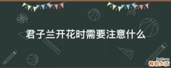君子兰开花时需要注意什么