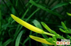 黄花菜的花蕊可以吃吗