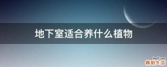 地下室适合养什么植物