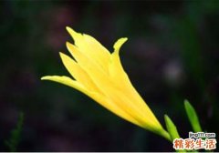 黄花菜中毒的症状