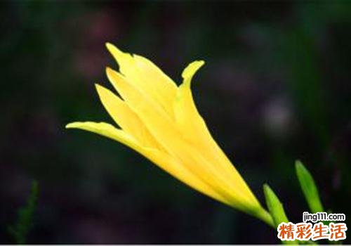 黄花菜中毒的症状