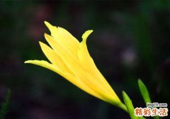 新鲜黄花菜有毒吗