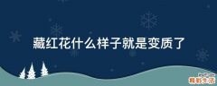 藏红花什么样子就是变质了