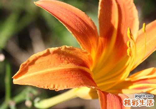 黄花菜吃的是什么部位 新鲜黄花菜如何吃