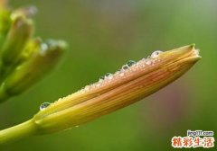 黄花菜吃了有什么好处 食用黄花菜要注意什么