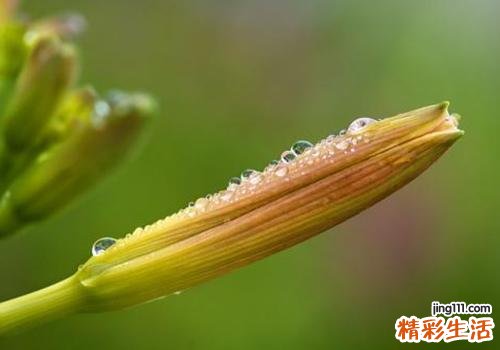 黄花菜吃了有什么好处 食用黄花菜要注意什么