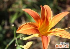 黄花菜是凉性还是热性 黄花菜是酸性还是碱性