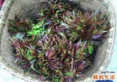 香椿冻了还能吃吗 怎么冷冻？可以保存多久？