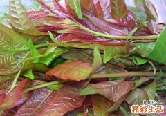 荨麻疹能吃香椿吗 荨麻疹饮食注意什么