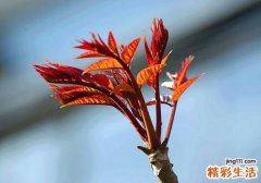 子宫肌瘤可以吃香椿吗 子宫肌瘤不能吃什么