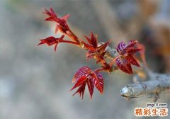 胃不好能吃香椿吗 胃不好吃香椿有什么好处