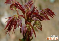 吃香椿长头发吗 什么人吃香椿长头发