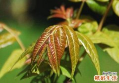 吃香椿过敏了怎么办 什么人吃香椿容易过敏