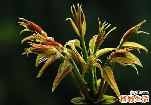 吃香椿咸菜有什么危害 香椿咸菜一天吃多少