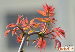 吃香椿宝宝会拉绿便 宝宝吃香椿拉绿便怎么办