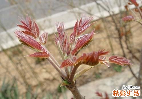香椿要用开水烫吗 香椿用开水烫有什么作用