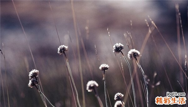 ALS冰桶挑战赛揭开渐冻人症的神秘面纱