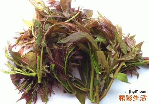 吃香椿的好处和坏处