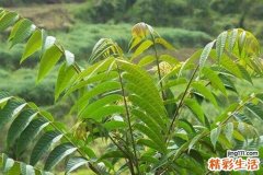 香椿的营养价值